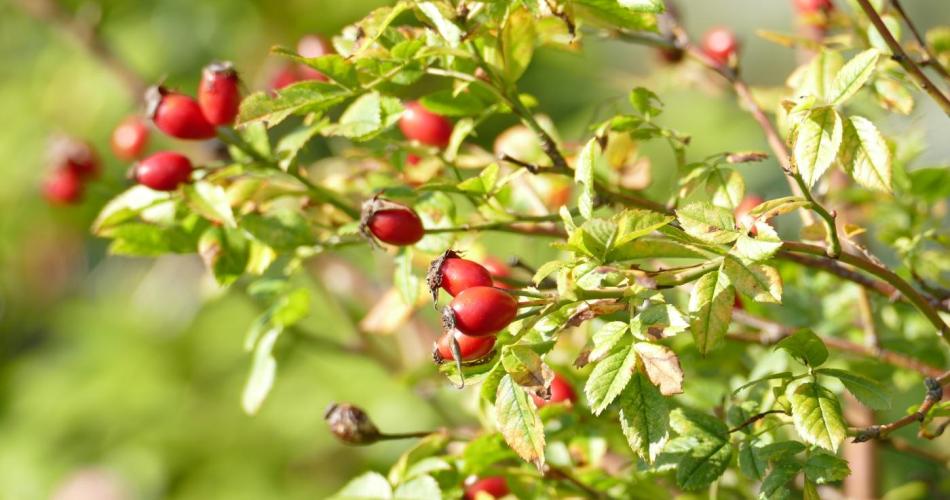 herbstferien